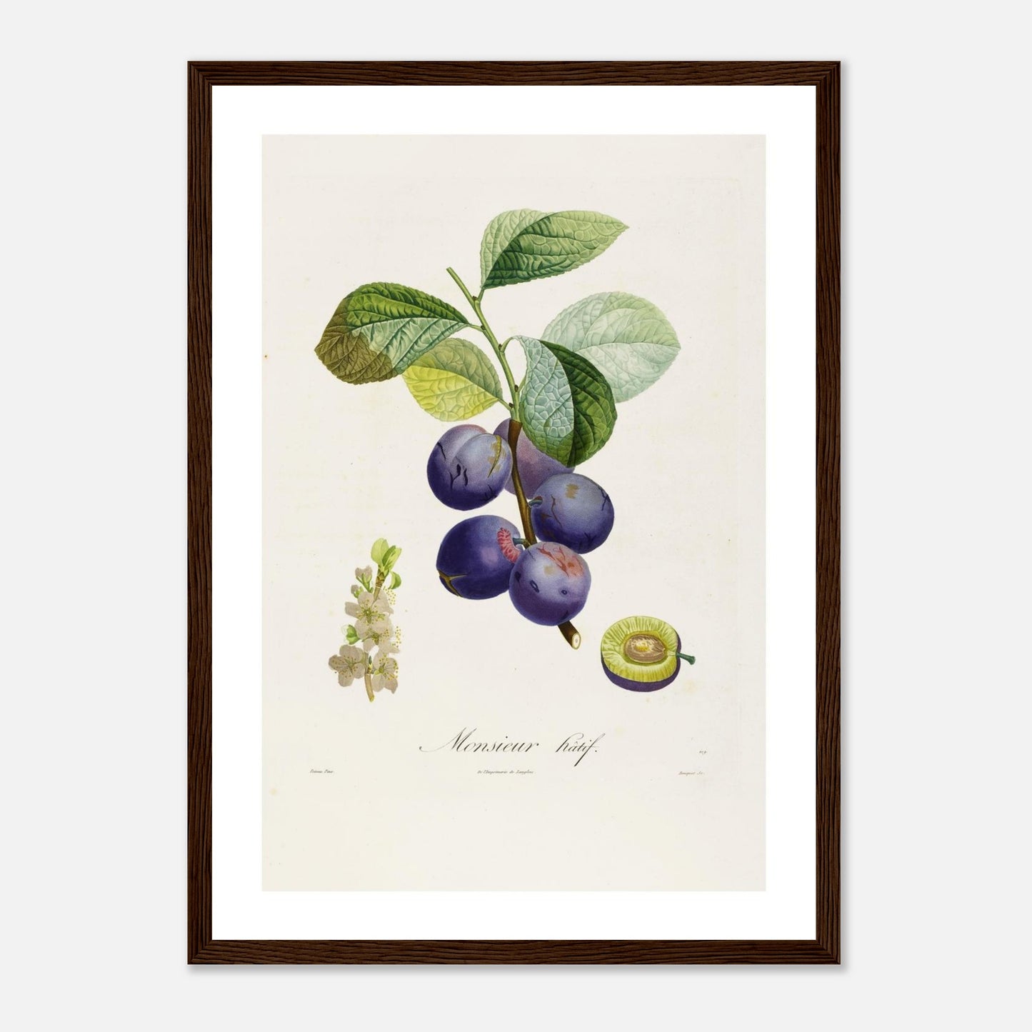 Affiche botanique Prune Monsieur Hâtif Affiche A3 cadre bois foncé