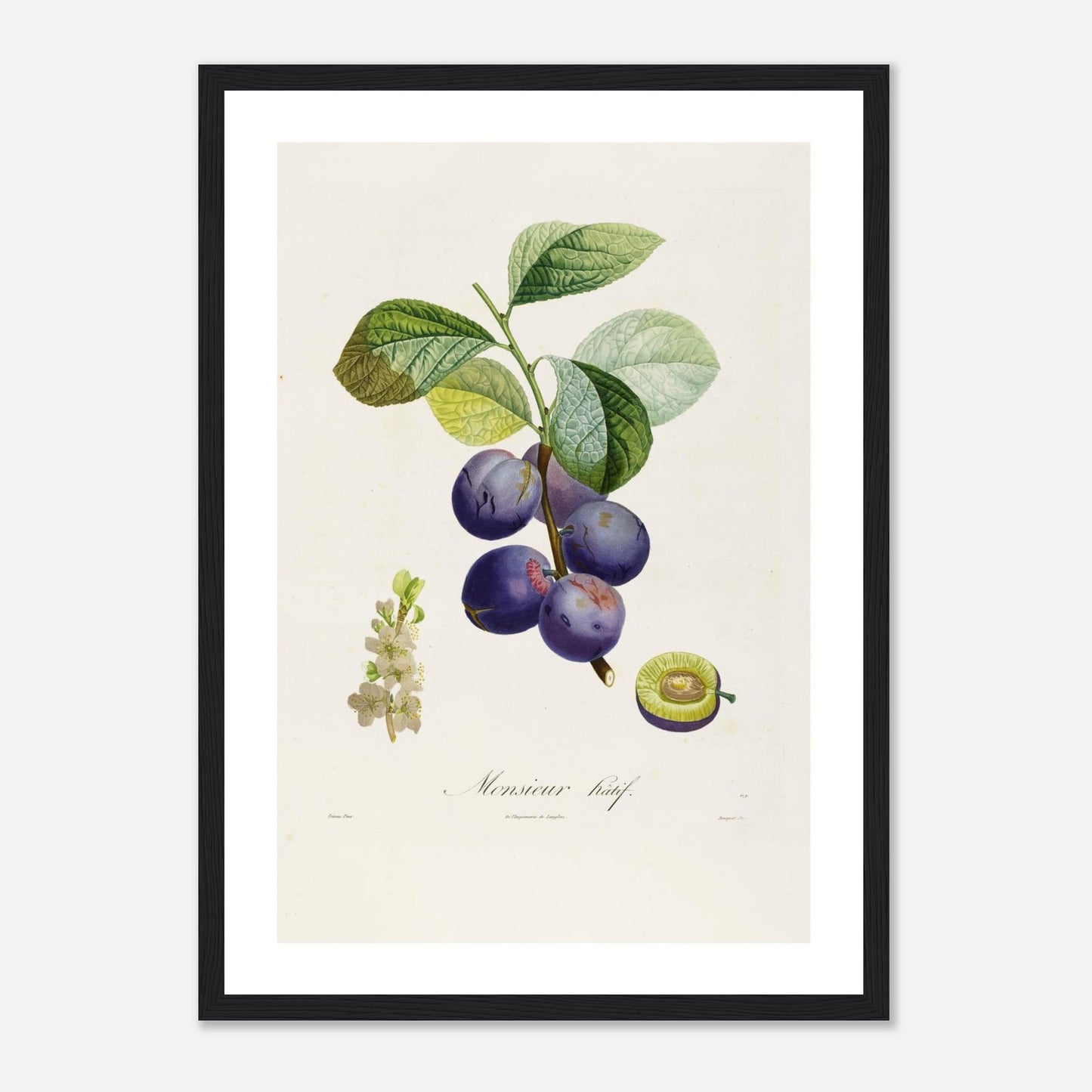 Affiche botanique Prune Monsieur Hâtif Affiche A3 cadre bois noir