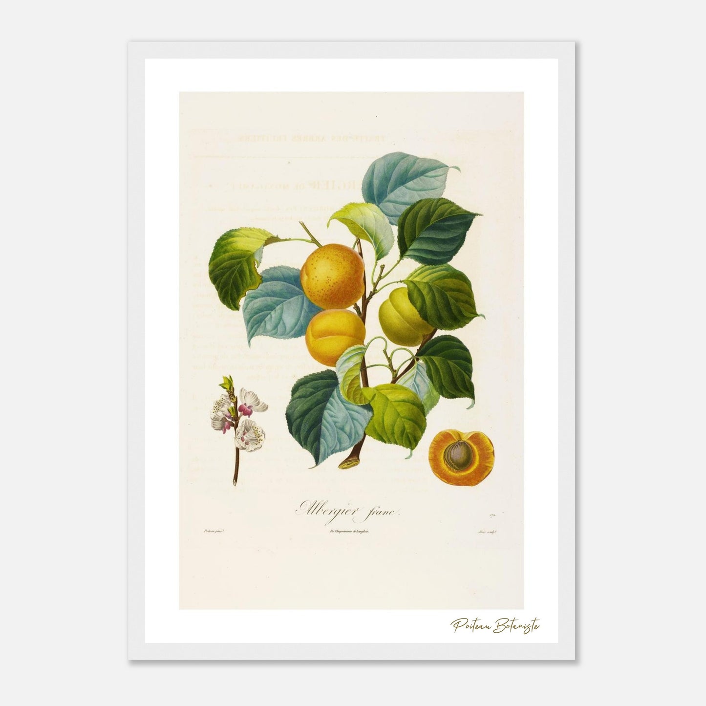 Affiche botanique abricot albergier franc A3 cadre bois blanc