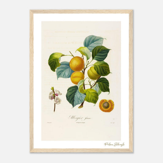 Affiche botanique abricot albergier franc A3 cadre bois clair