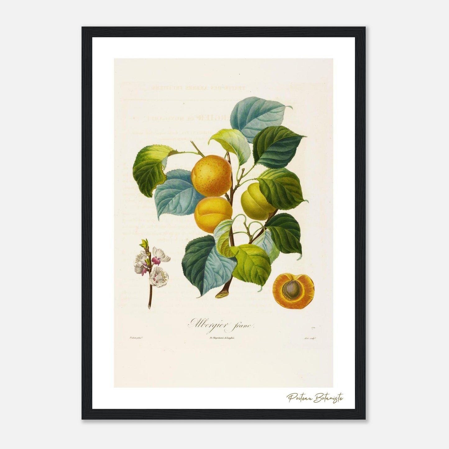 Affiche botanique abricot albergier franc A3 cadre bois noir