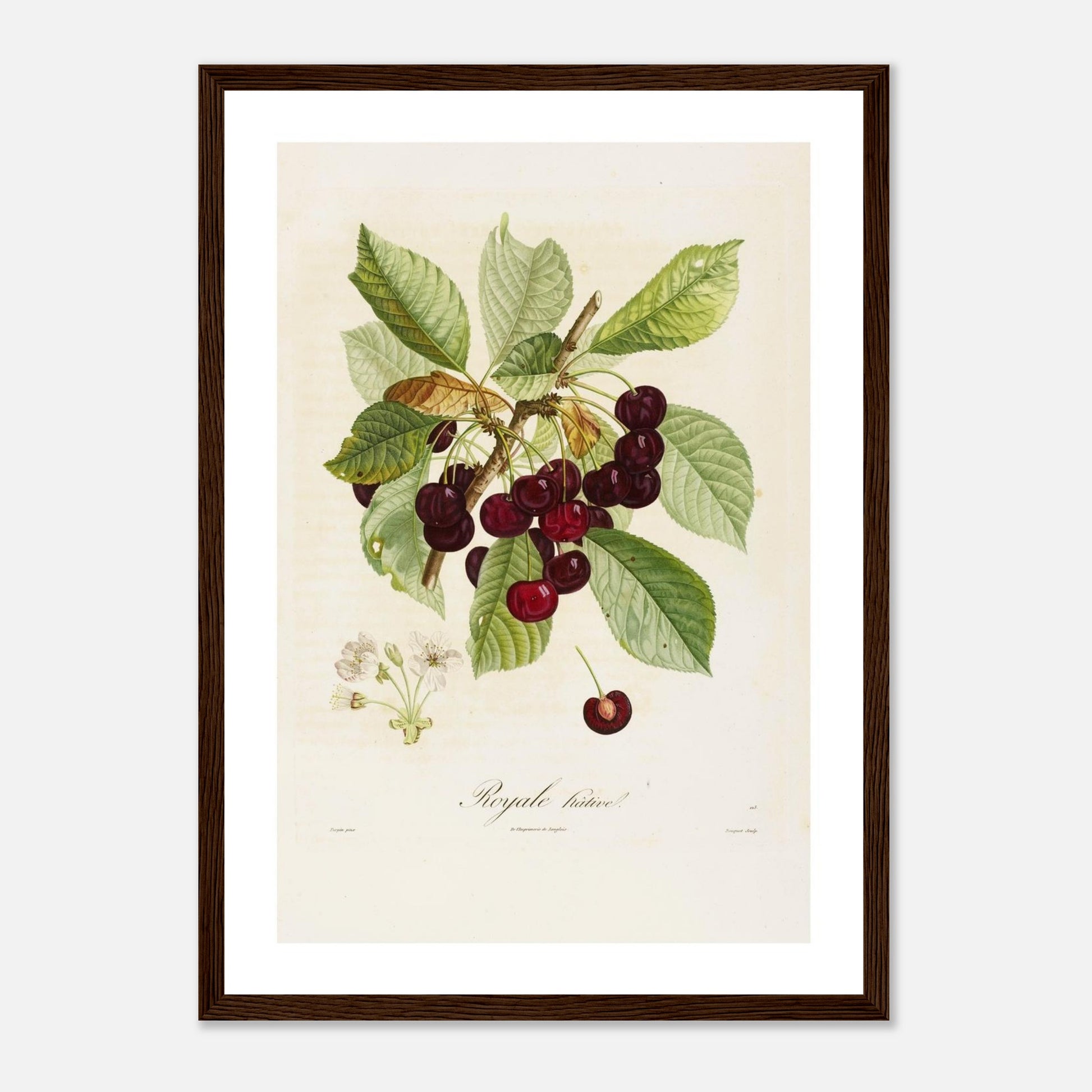 Affiche botanique cerise royale hâtive A3 cadre bois foncé