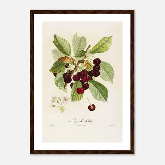 Affiche botanique cerise royale hâtive A3 cadre bois foncé