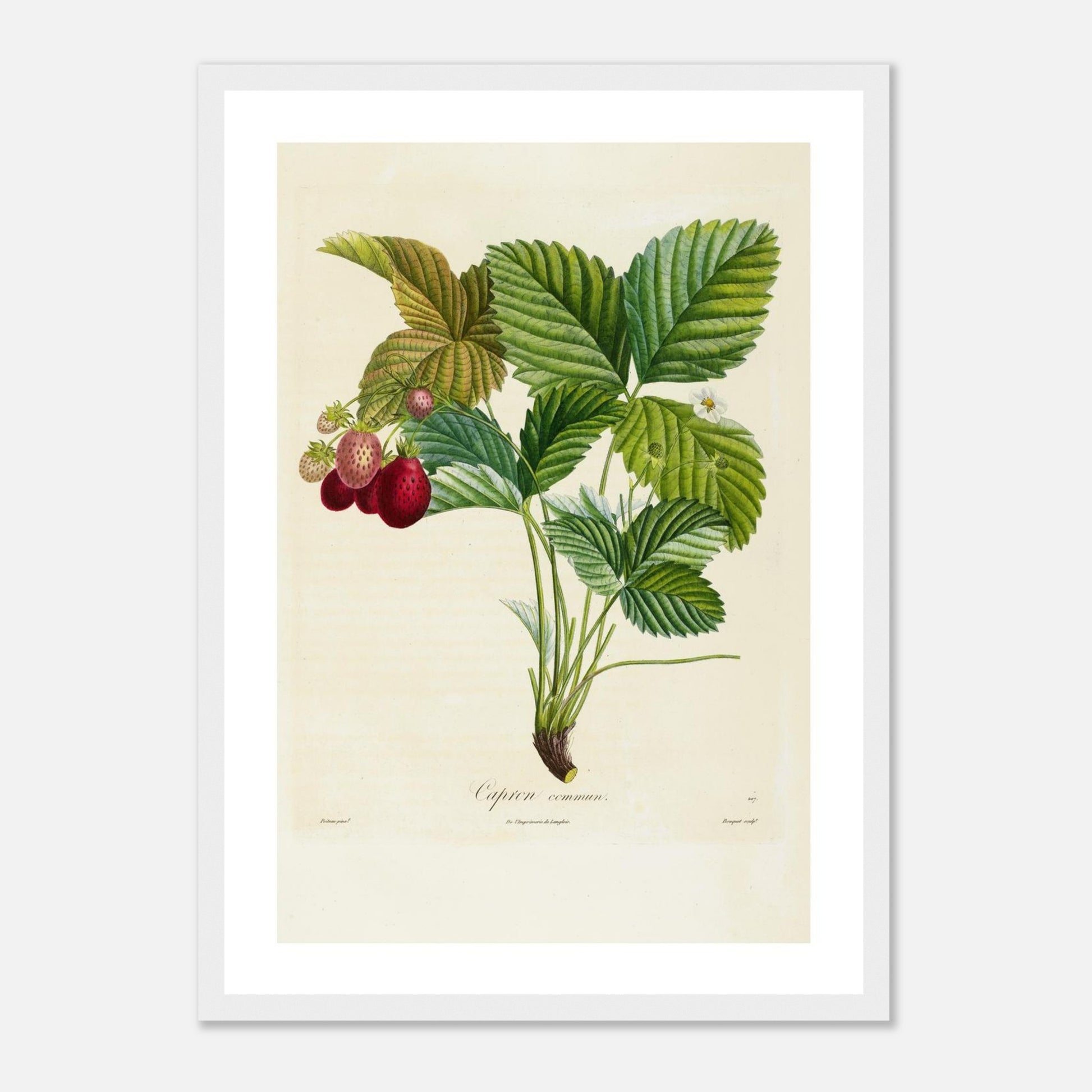 Affiche botanique fraise capron commun A3 cadre bois blanc