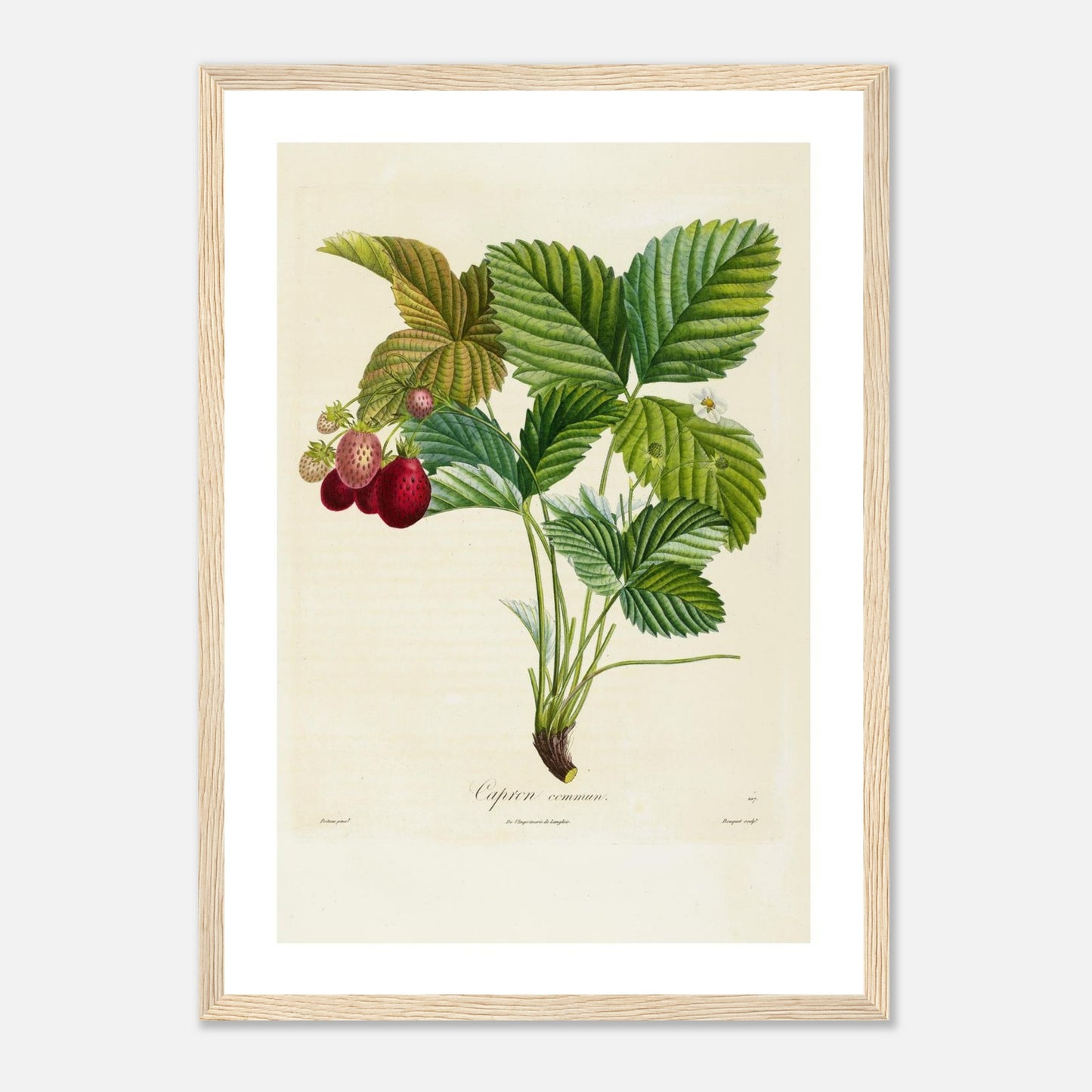 Affiche botanique fraise capron commun A3 cadre bois clair
