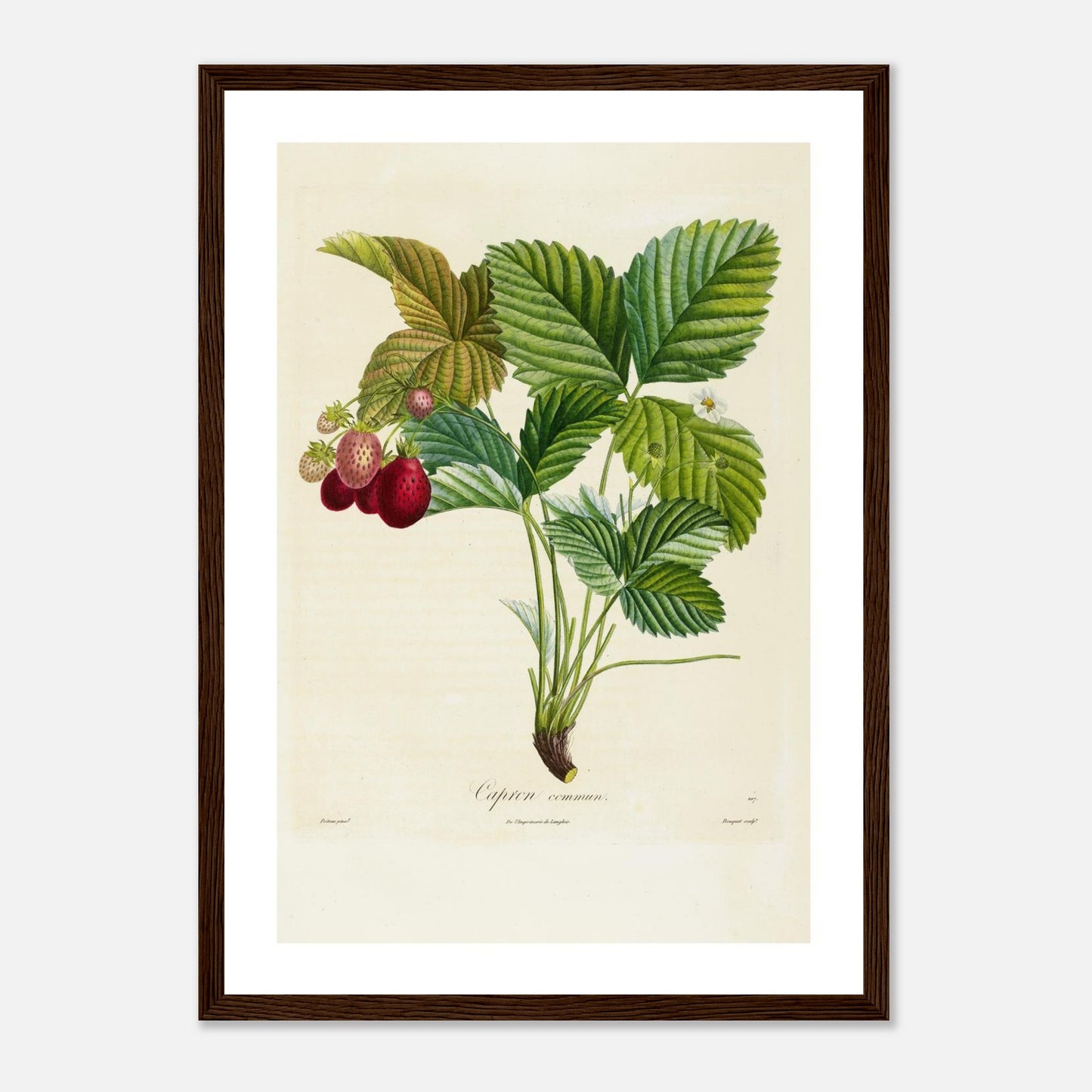 Affiche botanique fraise capron commun A3 cadre bois foncé