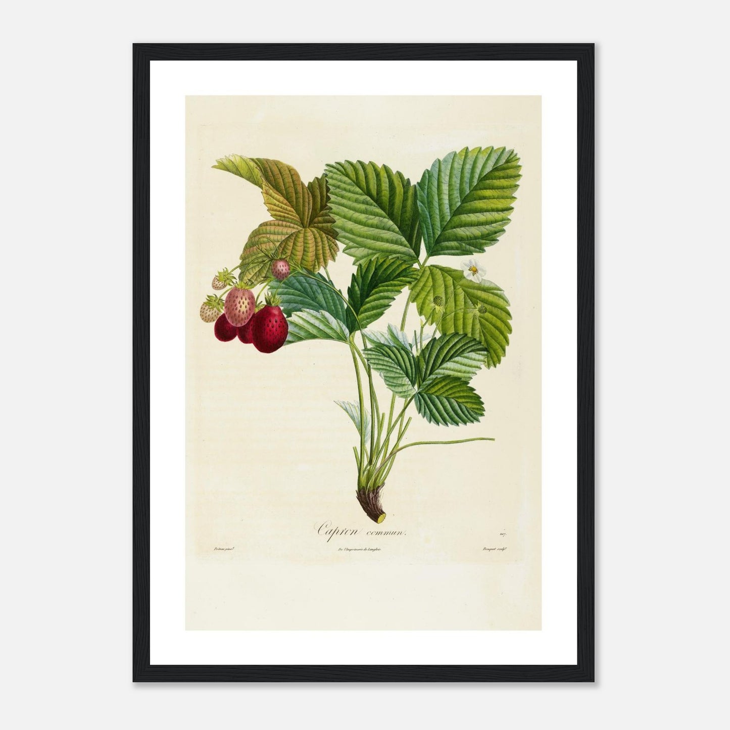 Affiche botanique fraise capron commun A3 cadre bois noir