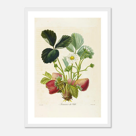 Affiche botanique fraise du chili A3 cadre bois blanc