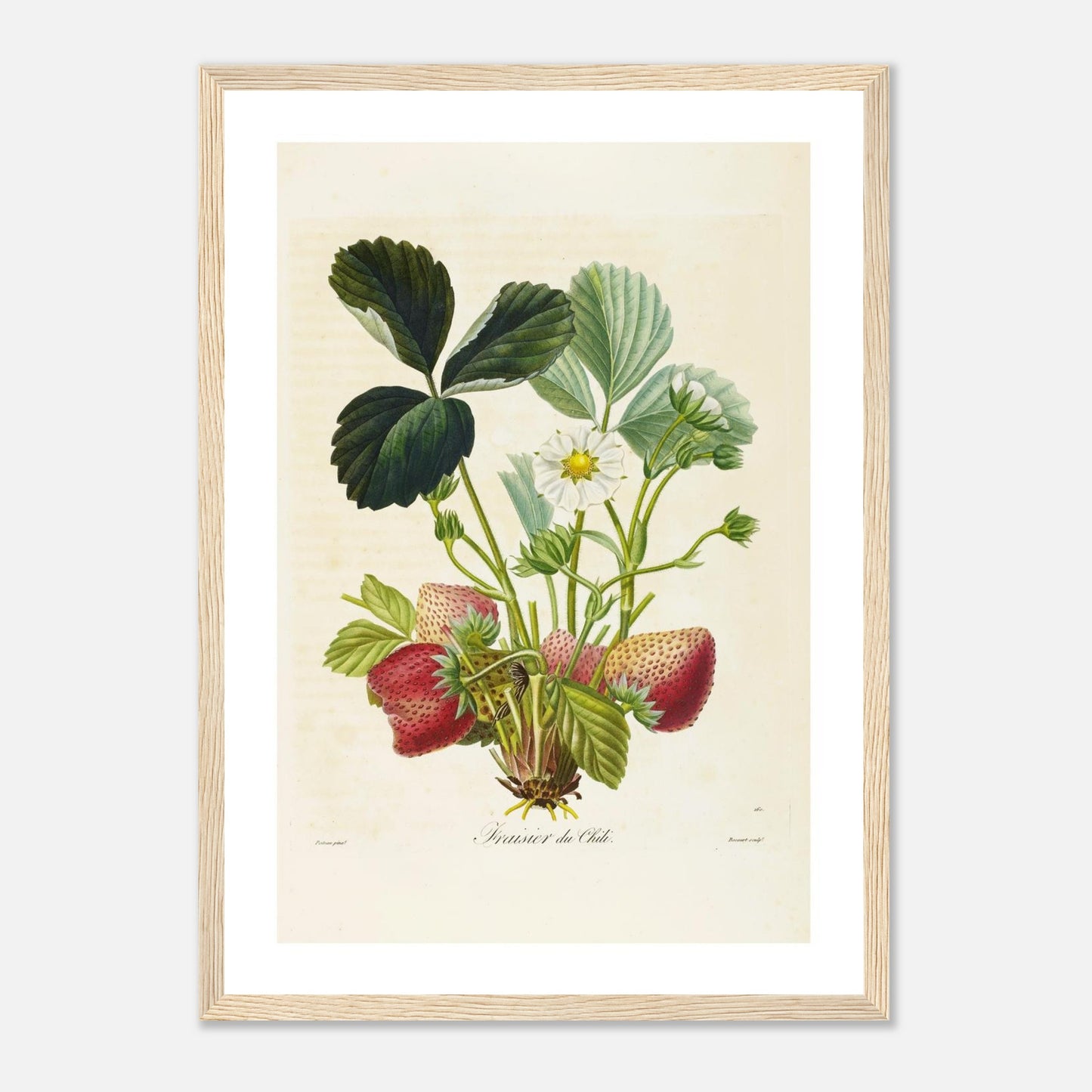 Affiche botanique fraise du chili A3 cadre bois clair
