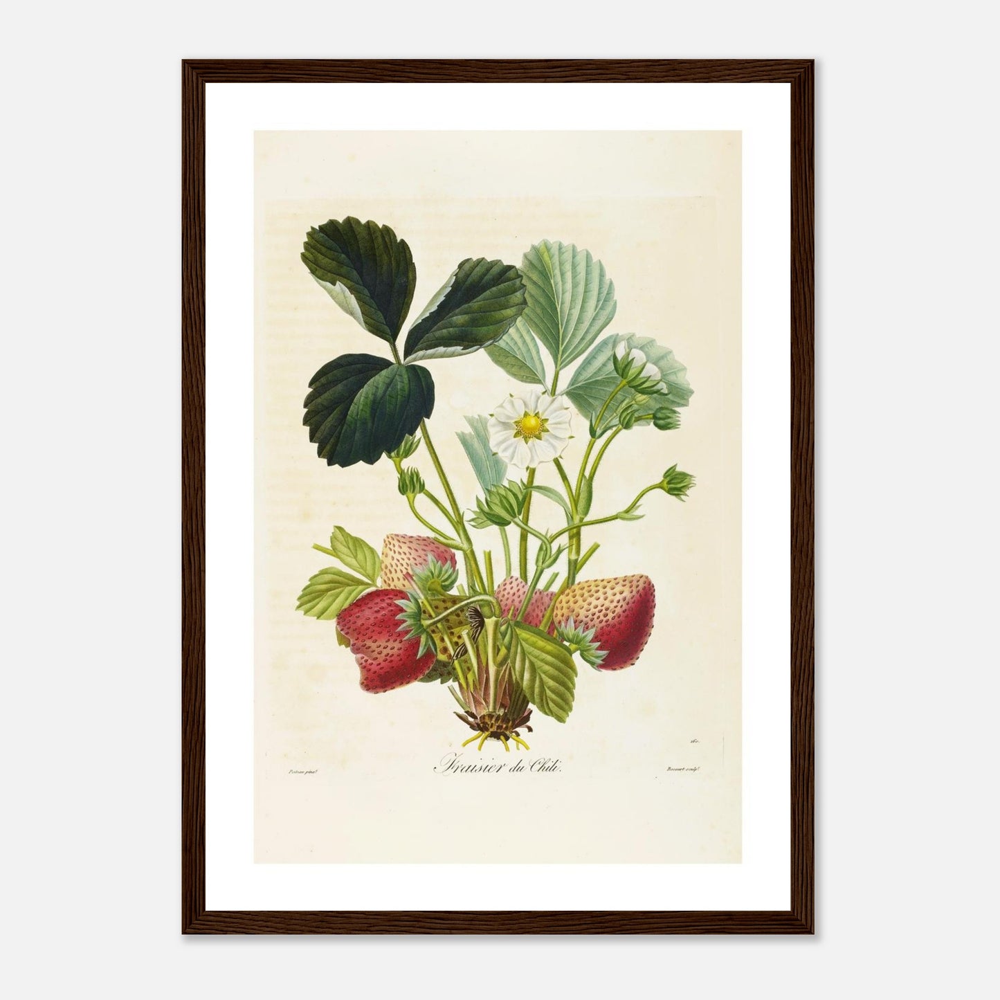 Affiche botanique fraise du chili A3 cadre bois foncé