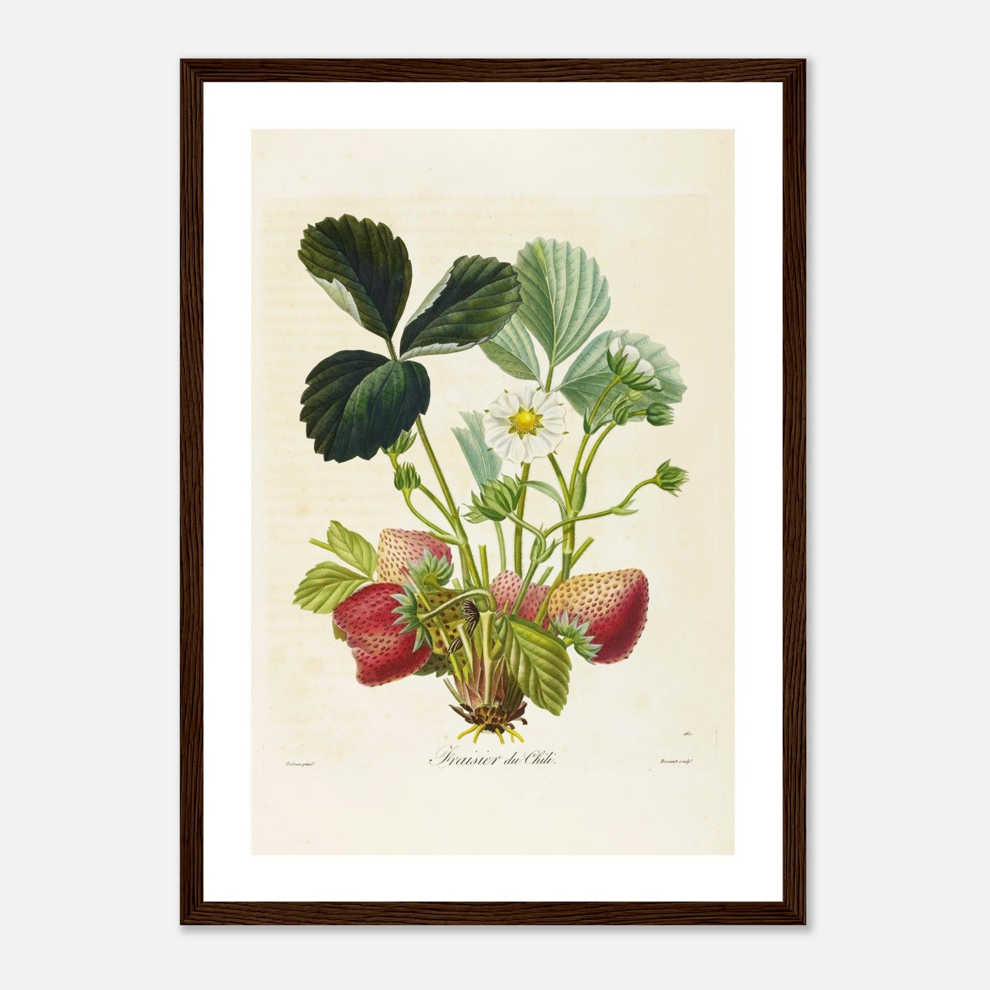 Affiche botanique fraise du chili A3 cadre bois foncé