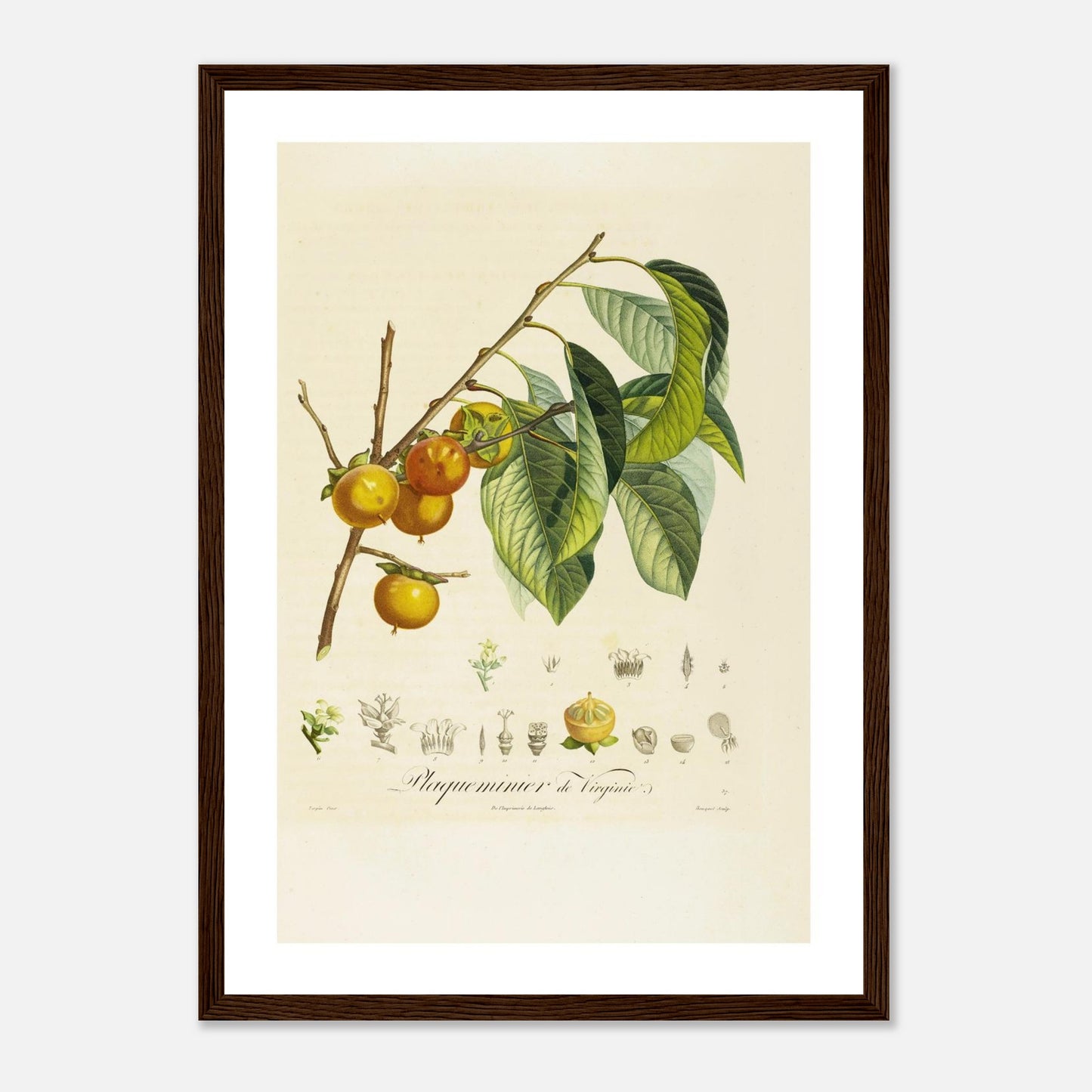 Affiche botanique kaki plaqueminier A3 cadre bois foncé