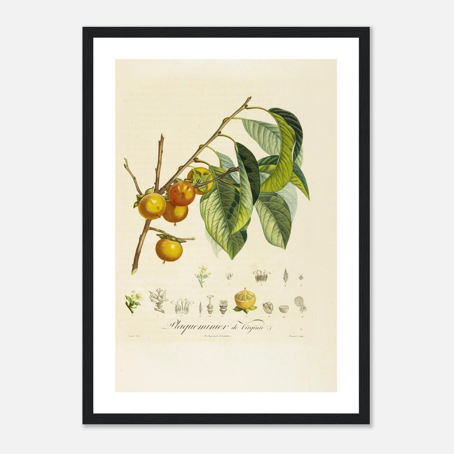 Affiche botanique kaki plaqueminier A3 cadre bois noir