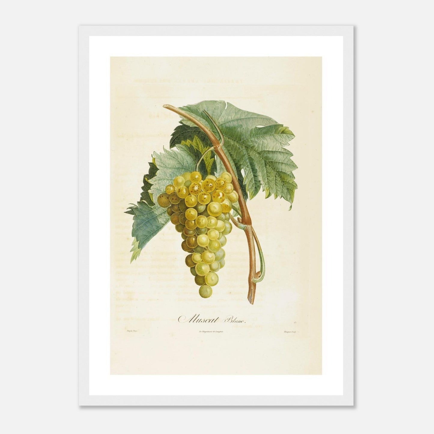 Affiche botanique raisin muscat blanc A3 cadre bois blanc