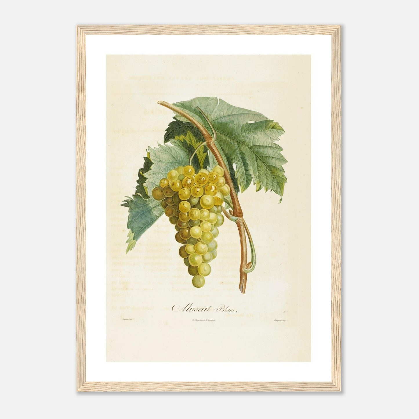 Affiche botanique raisin muscat blanc A3 cadre bois clair
