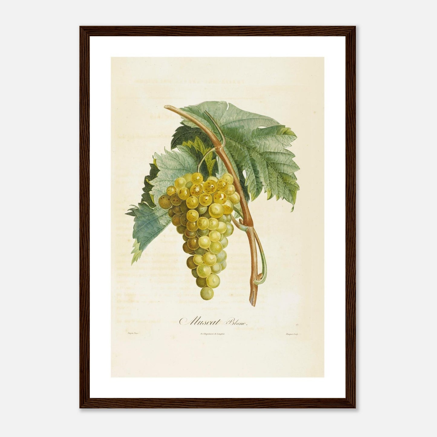 Affiche botanique raisin muscat blanc A3 cadre bois foncé