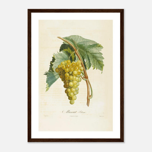 Affiche botanique raisin muscat blanc A3 cadre bois foncé