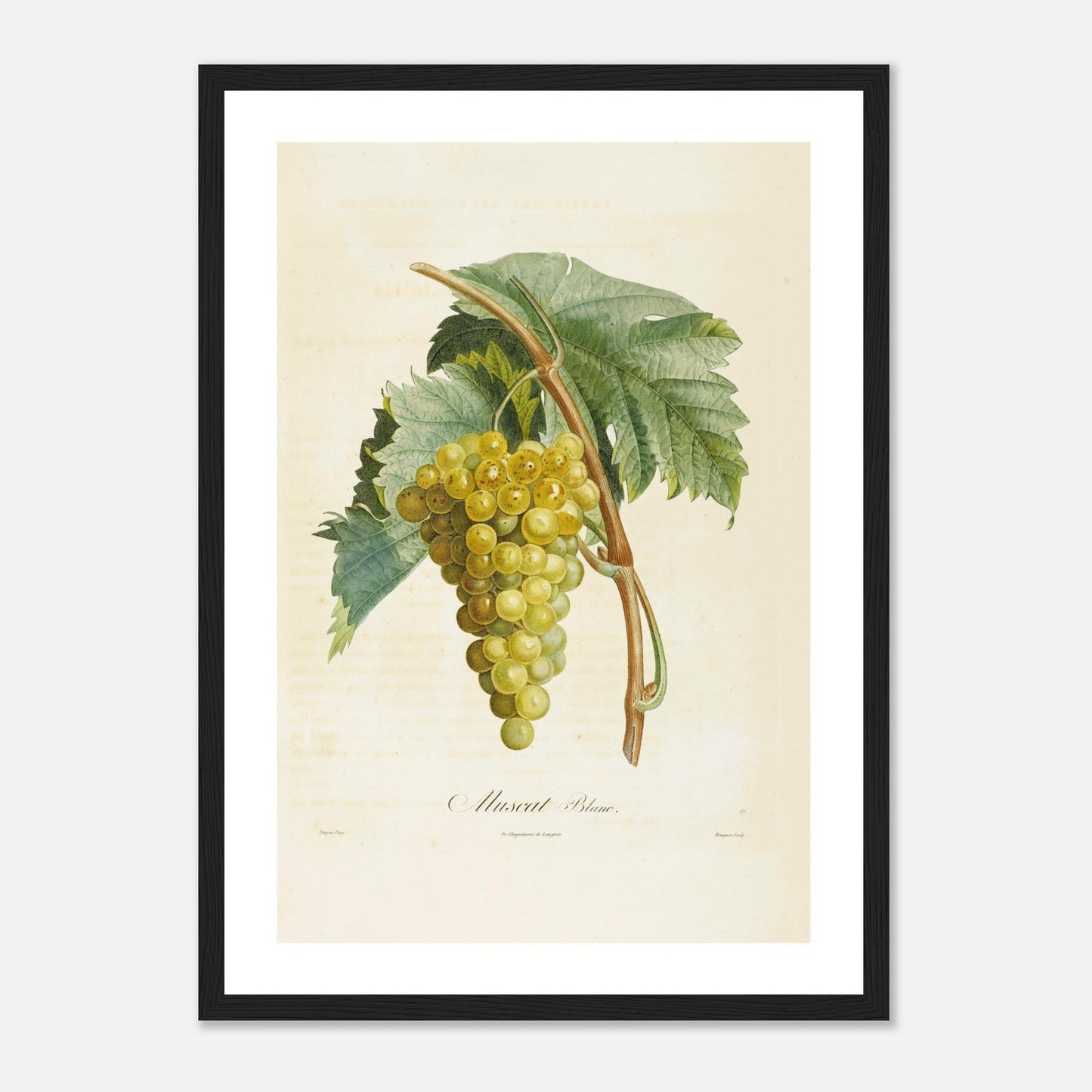 Affiche botanique raisin muscat blanc A3 cadre bois noir