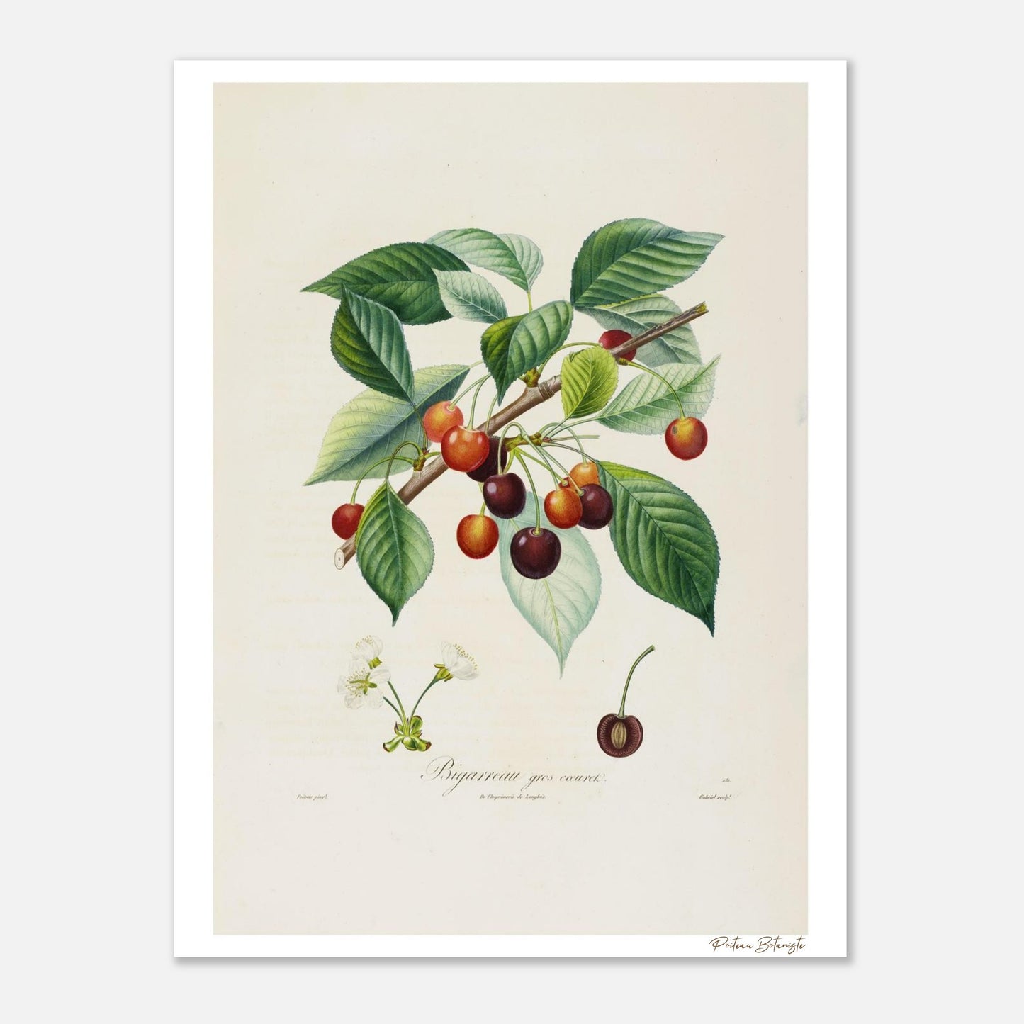 Affiche décoration Cerise Bigarreau gros coeuret 30x40cm