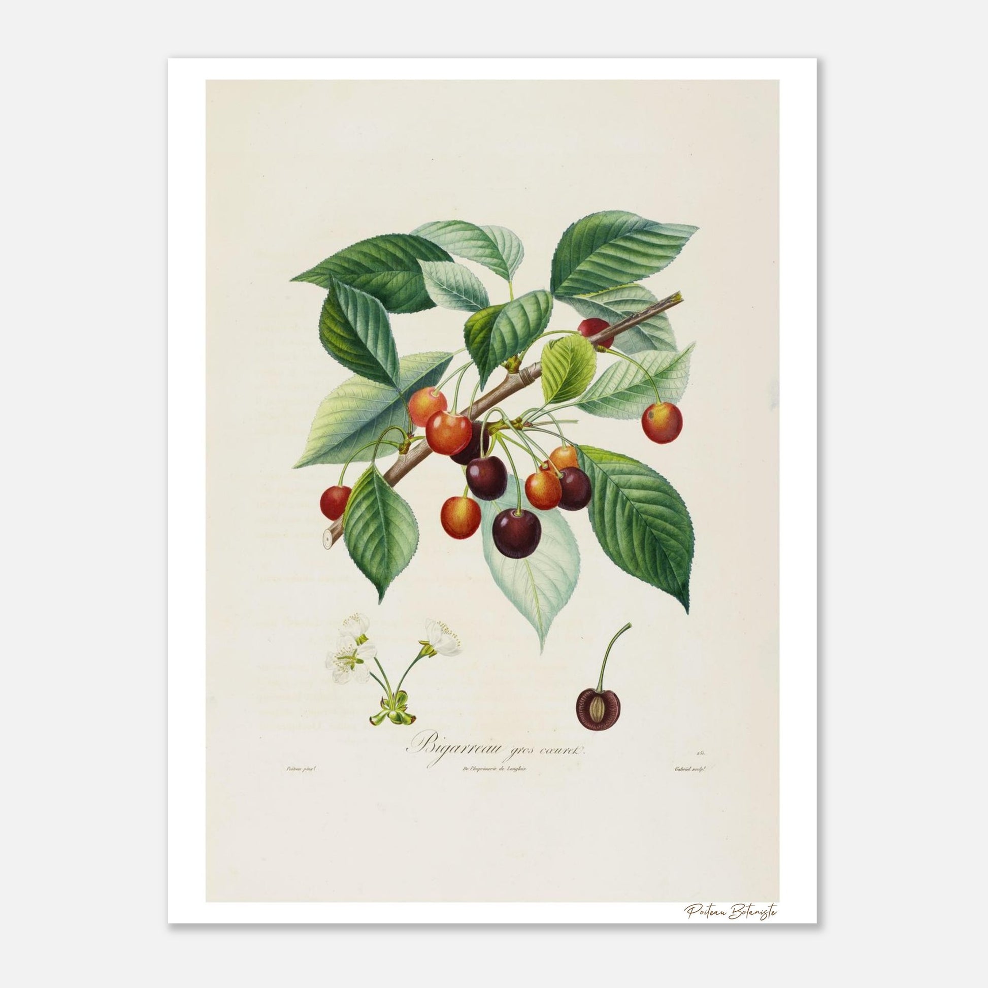 Affiche décoration Cerise Bigarreau gros coeuret 30x40cm