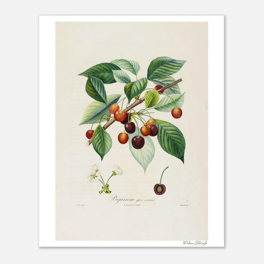 Affiche décoration Cerise Bigarreau gros coeuret 40x50cm