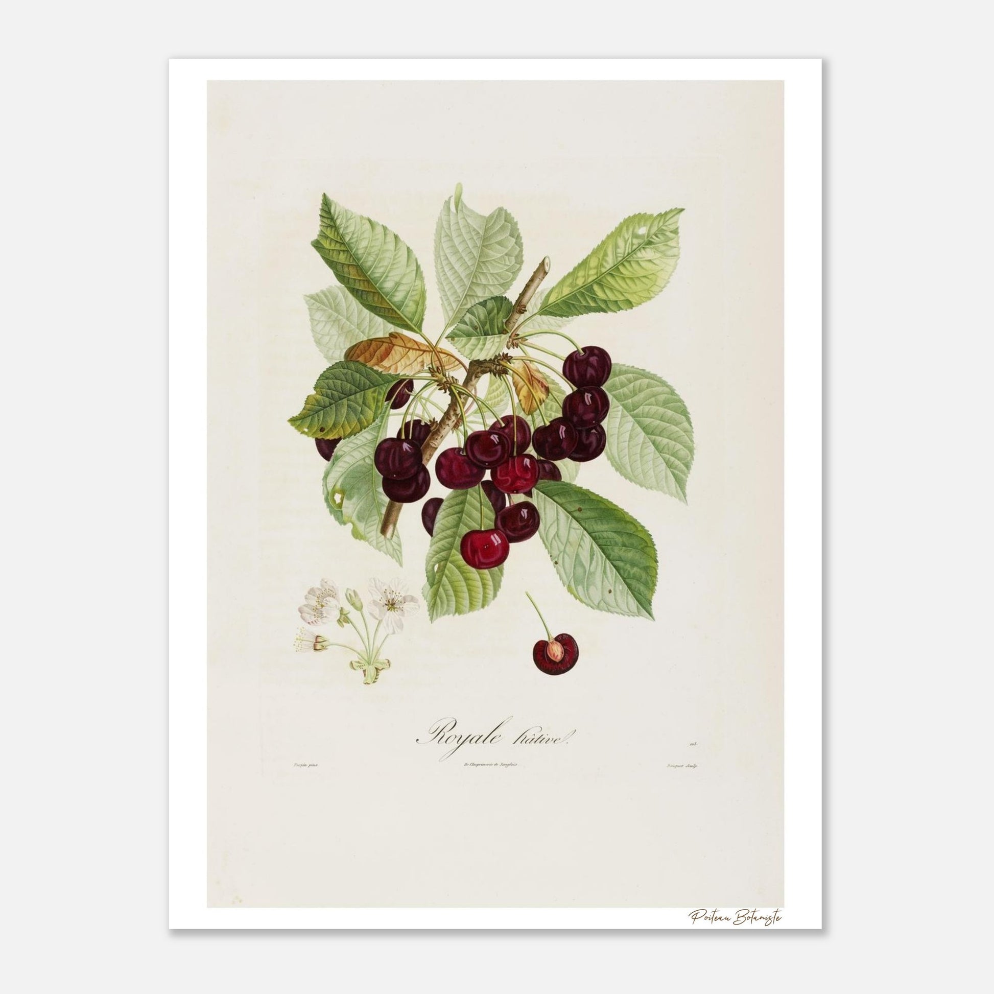 Affiche décoration satinée Cerise Royale Hative 30x40cm
