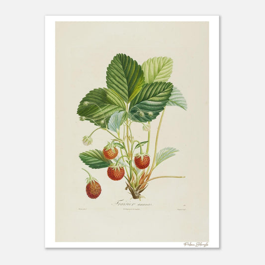 Affiche décoration satinée Fraise Ananas 30x40cm