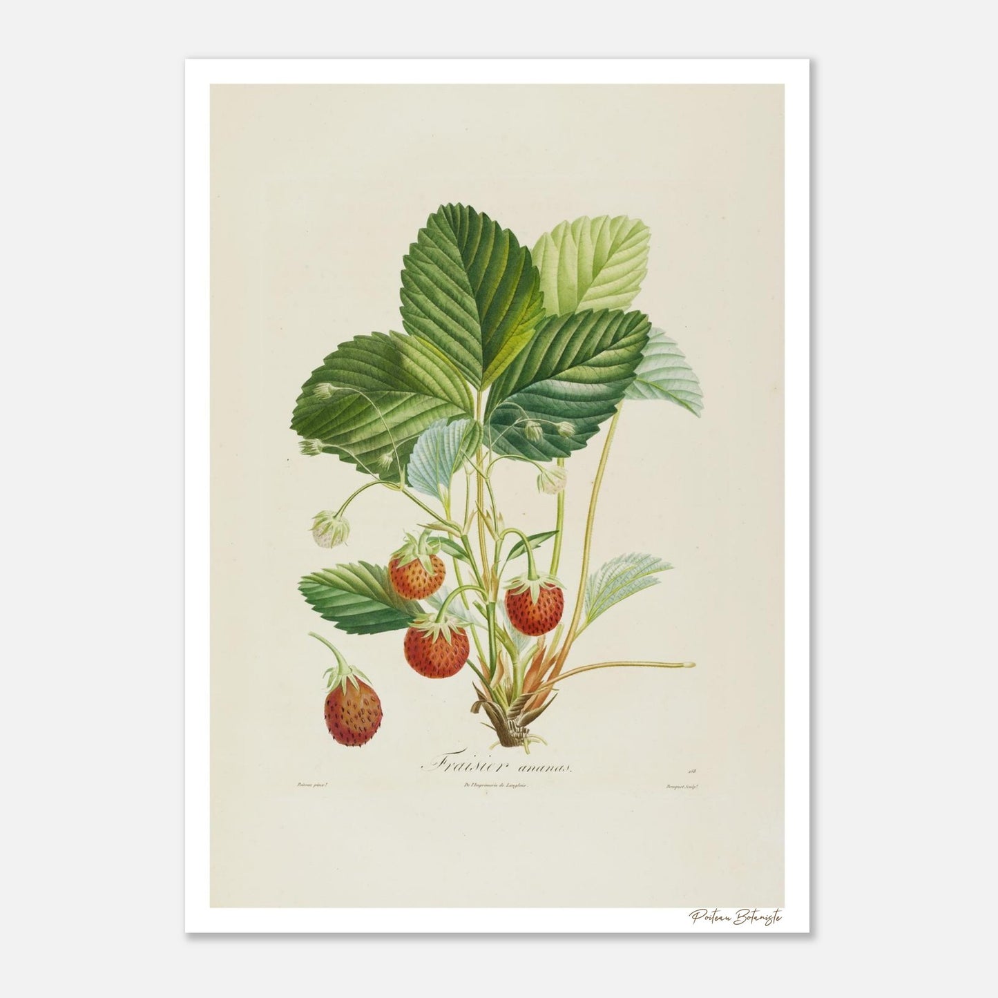 Affiche décoration satinée Fraise Ananas 50x70cm