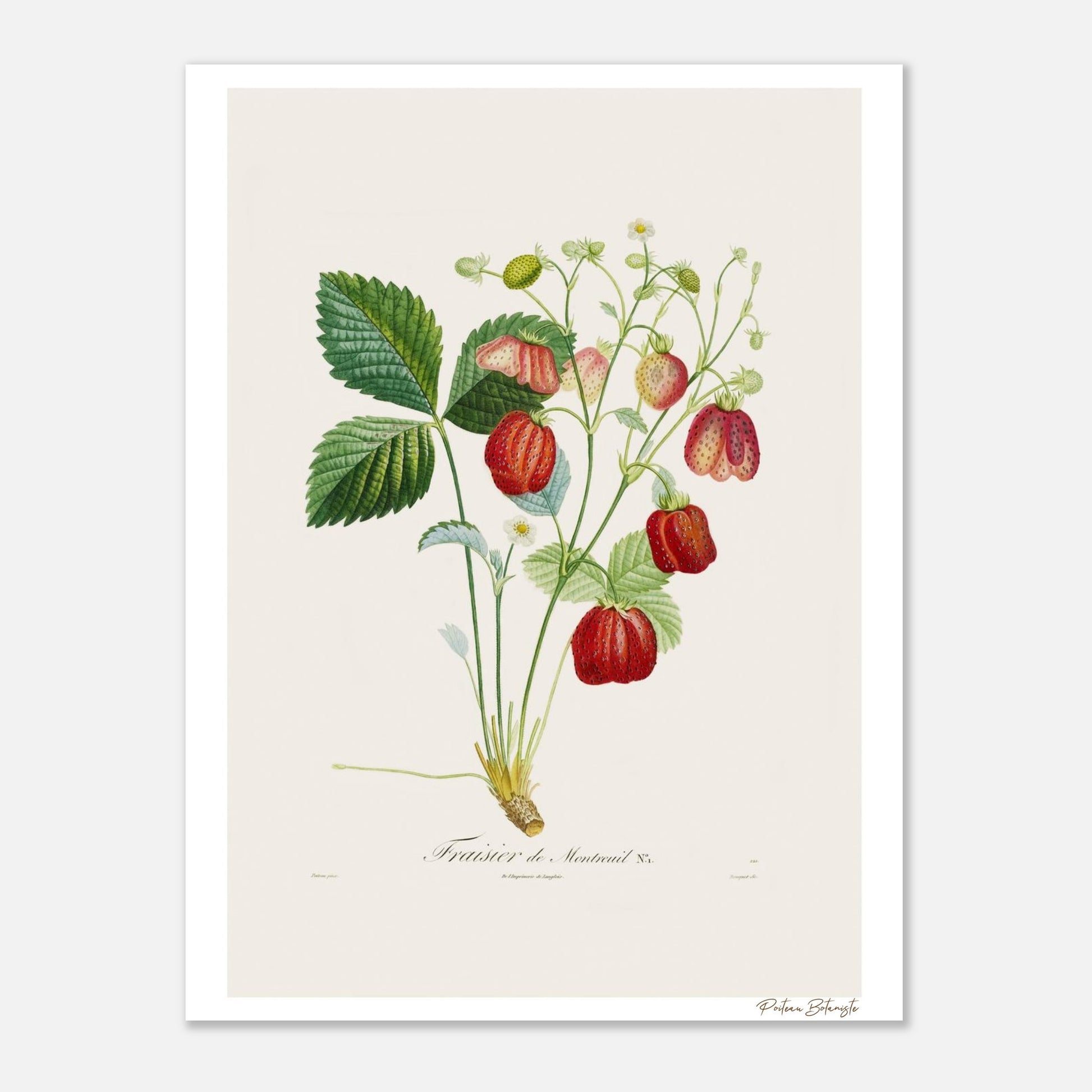 Affiche décoration satinée Fraise de Montreuil 30x40cm