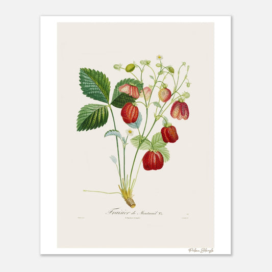 Affiche décoration satinée Fraise de Montreuil 40x50cm