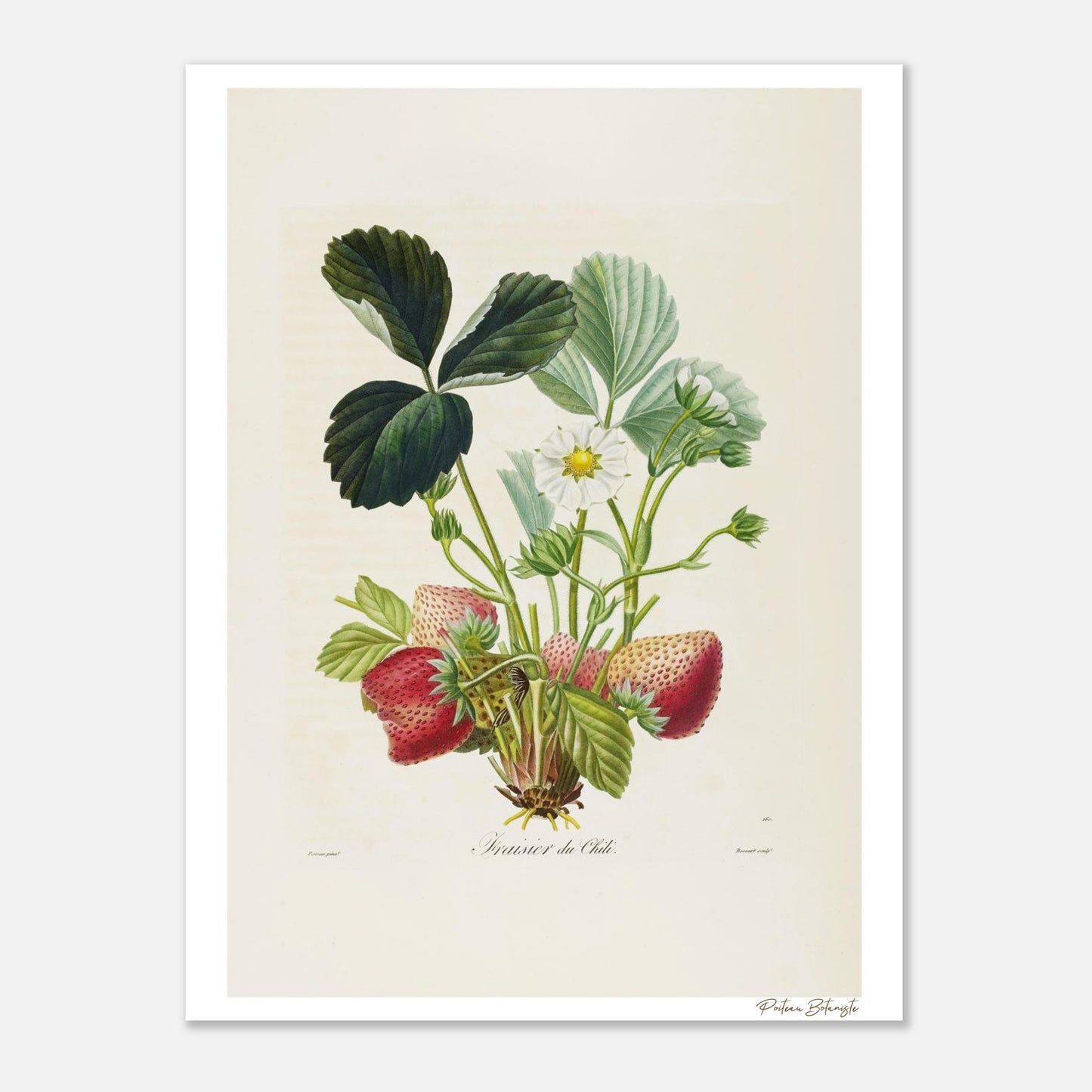 Affiche décoration satinée Fraise du Chili 30x40cm