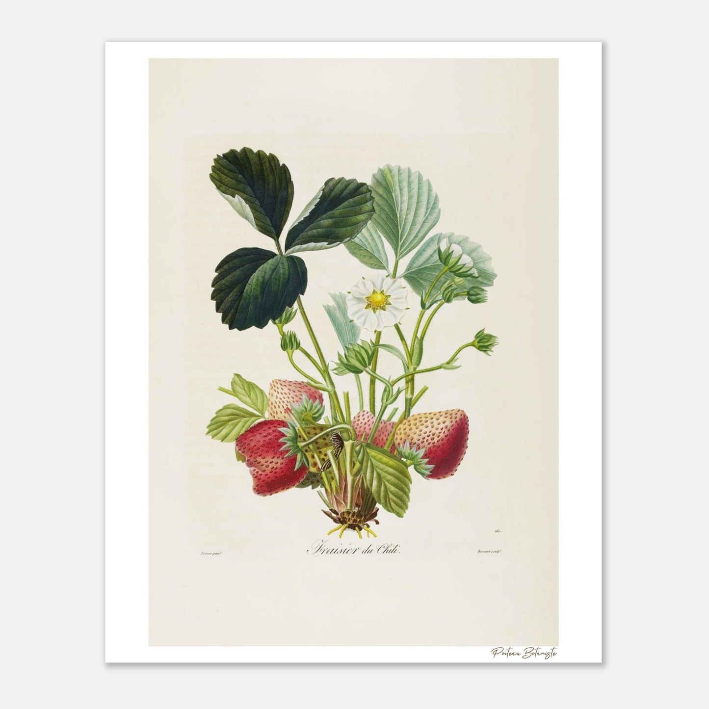Affiche décoration satinée Fraise du Chili 40x50cm