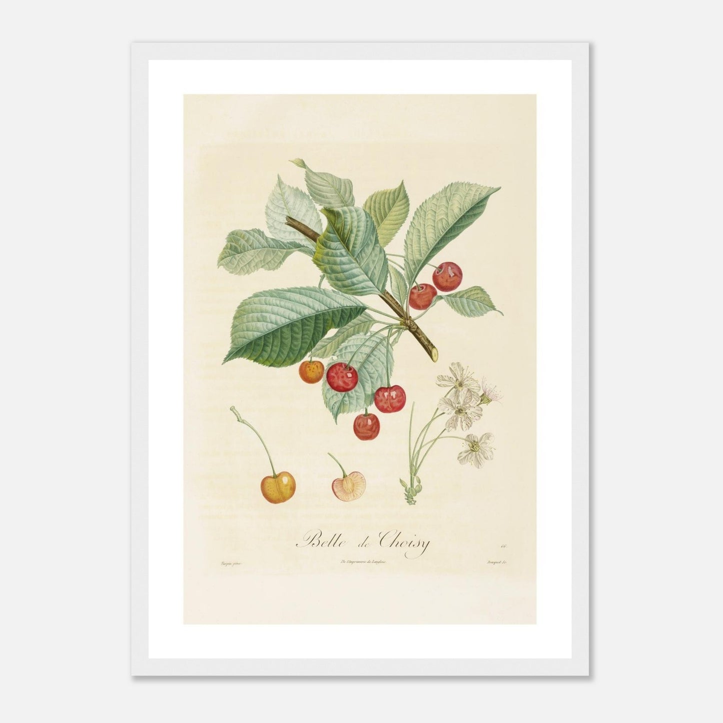 Cerise Belle de Choisy Affiche A3 cadre bois blanc