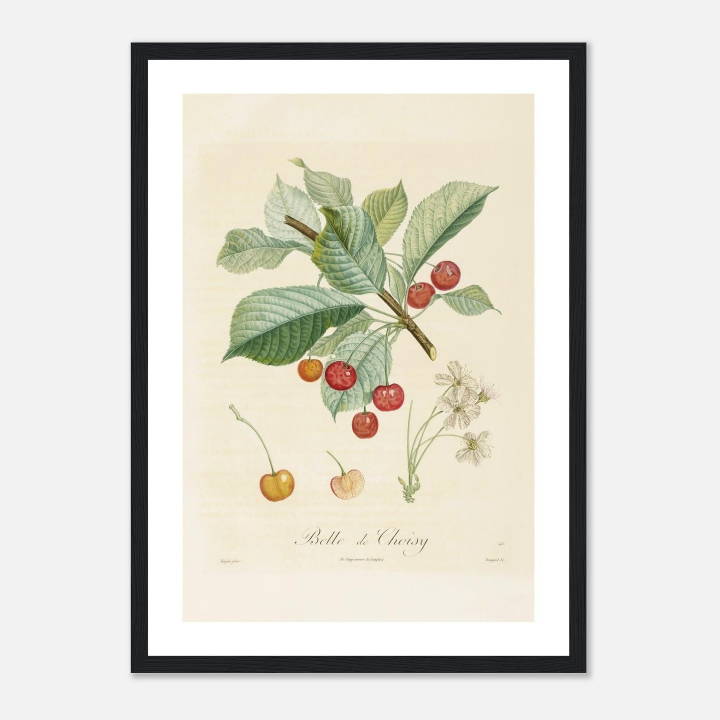 Cerise Belle de Choisy Affiche A3 cadre bois noir