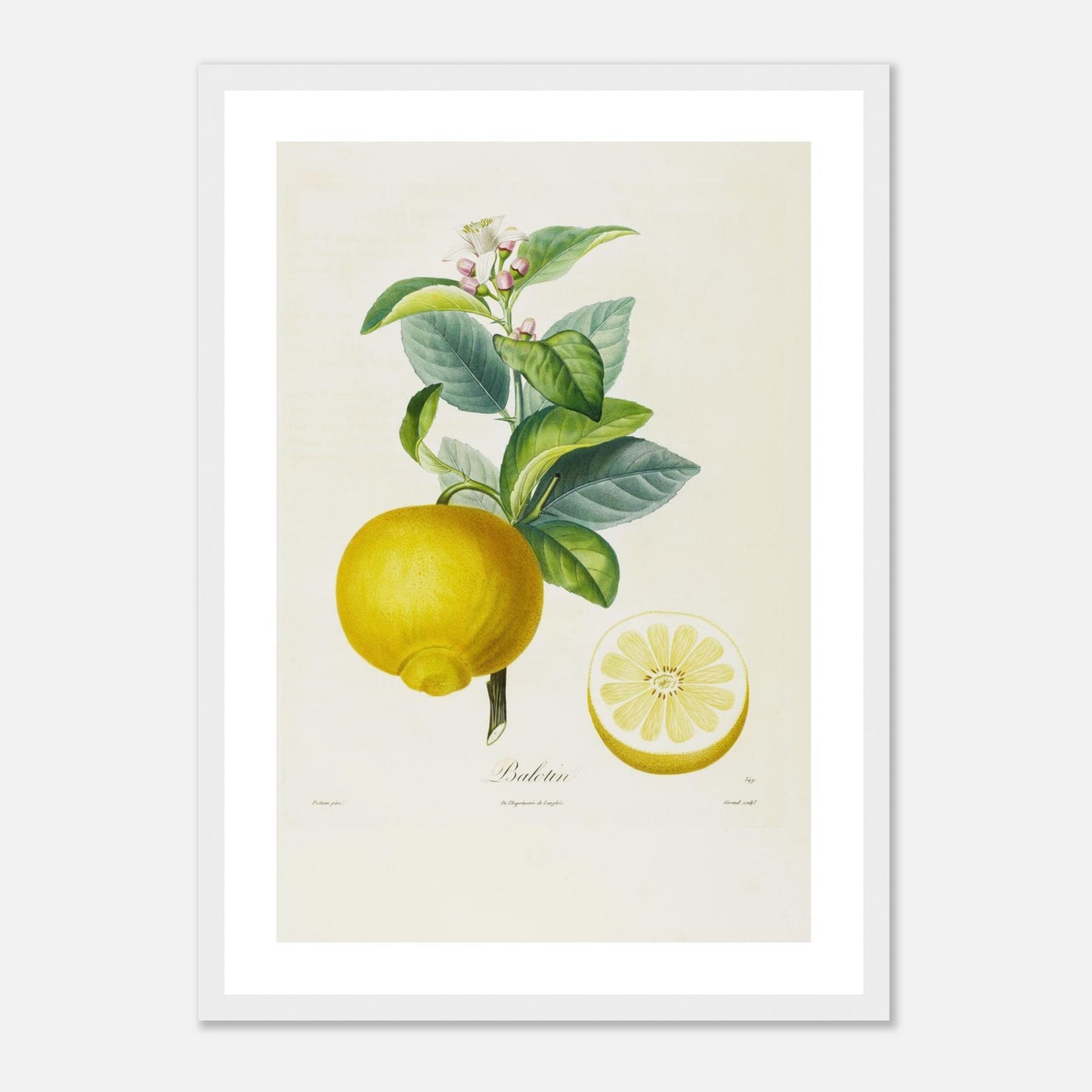 Citron Balotin Affiche A3 cadre bois blanc