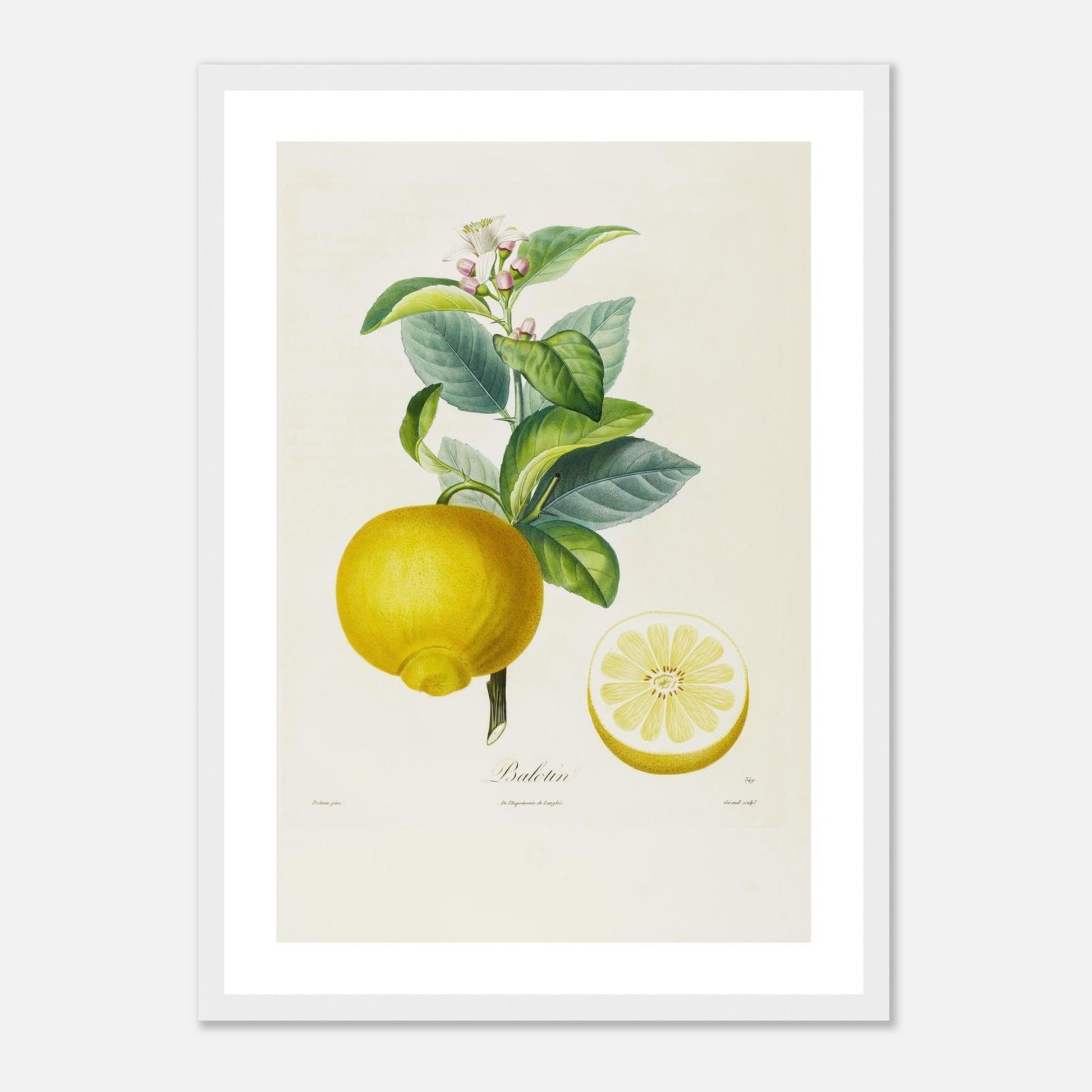 Citron Balotin Affiche A3 cadre bois blanc