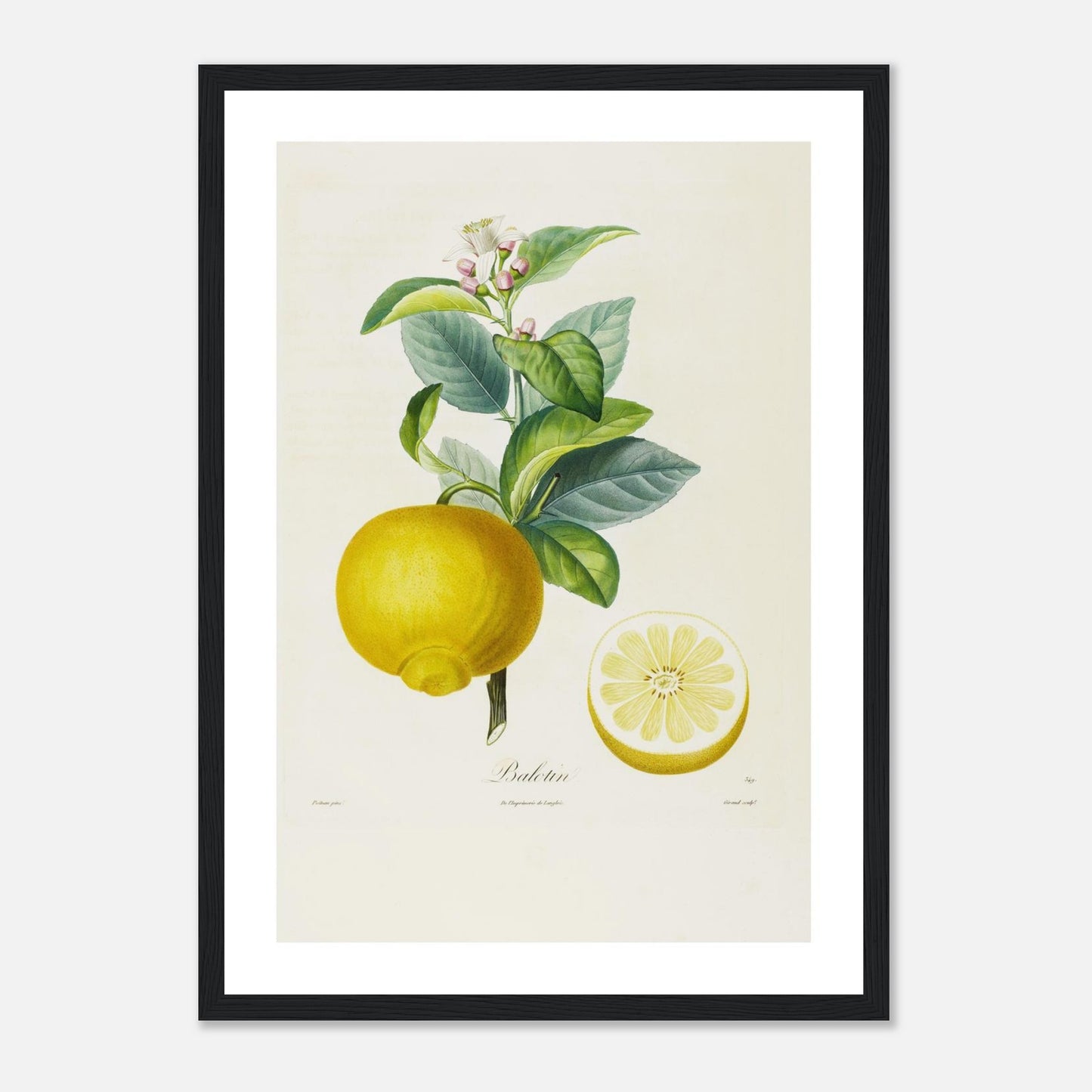 Citron Balotin Affiche A3 cadre bois noir