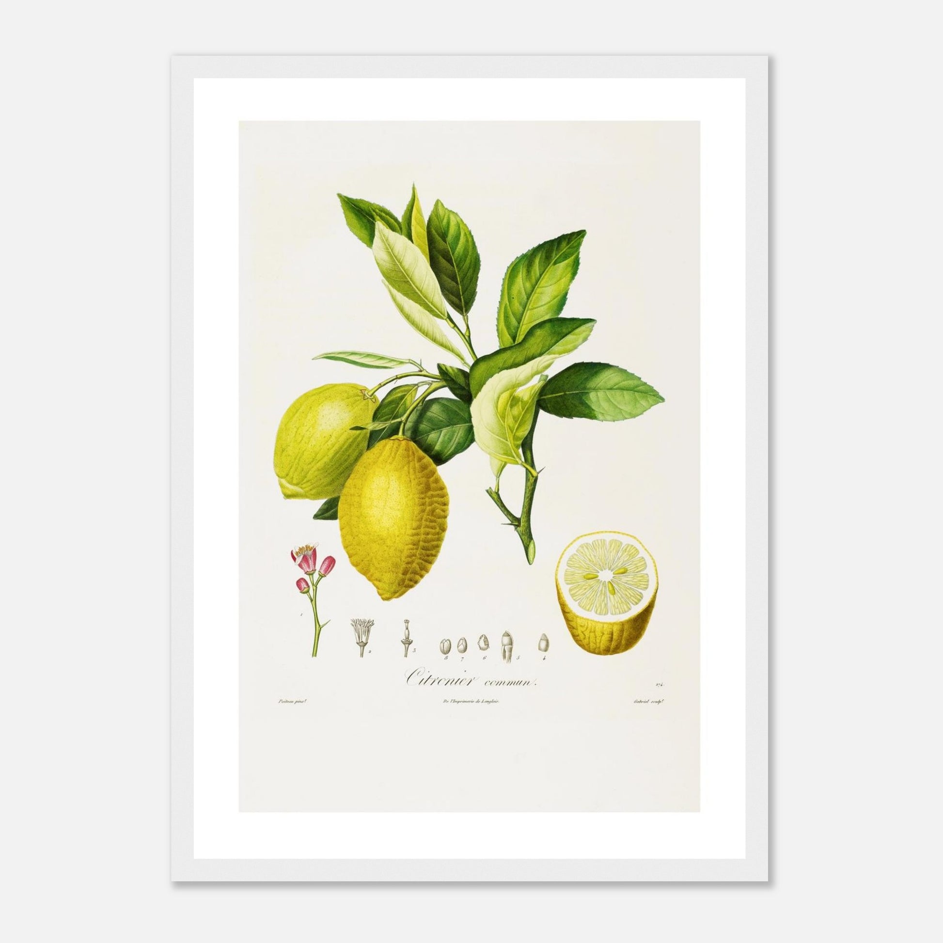 Citronnier Commun Affiche A3 cadre bois blanc
