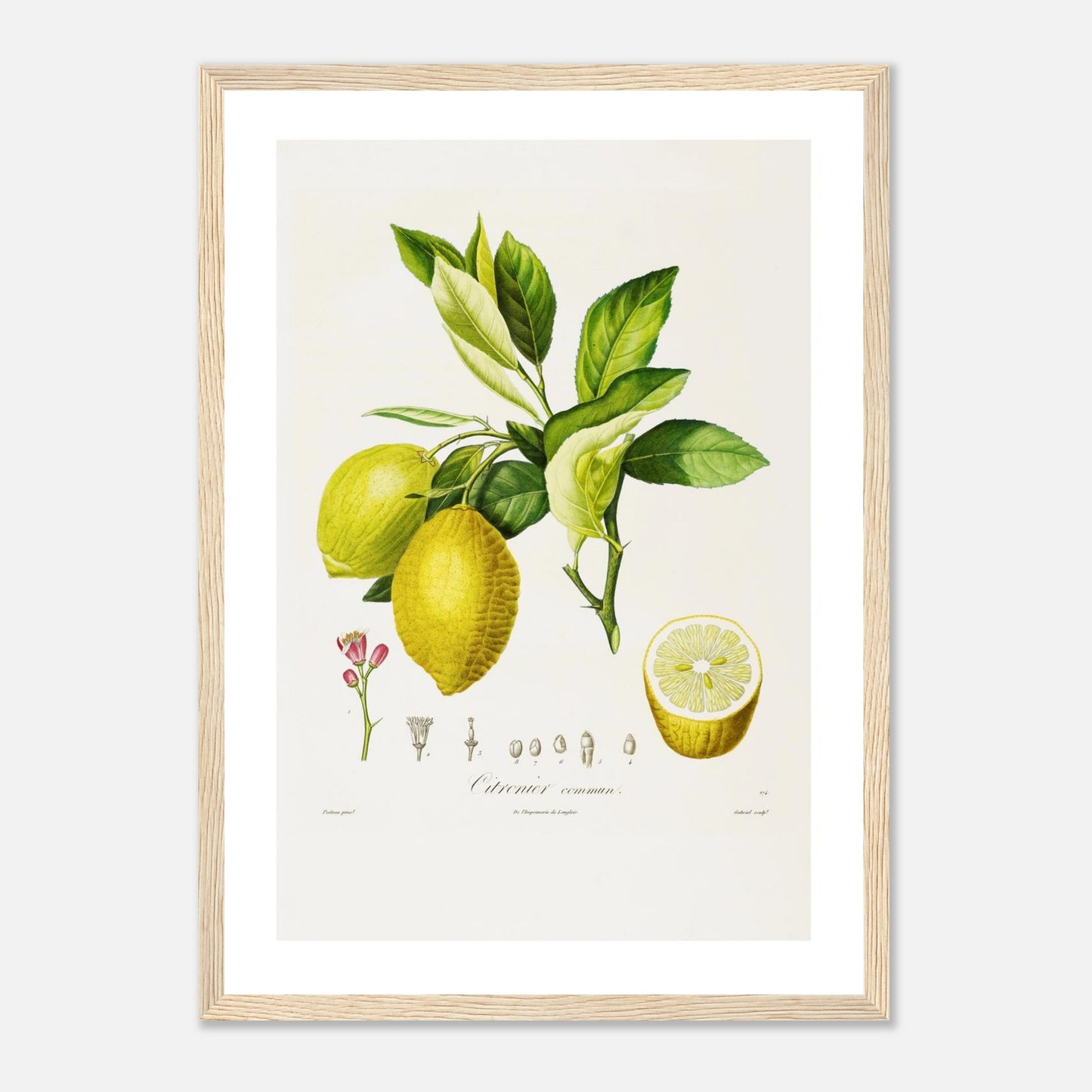 Citronnier Commun Affiche A3 cadre bois clair