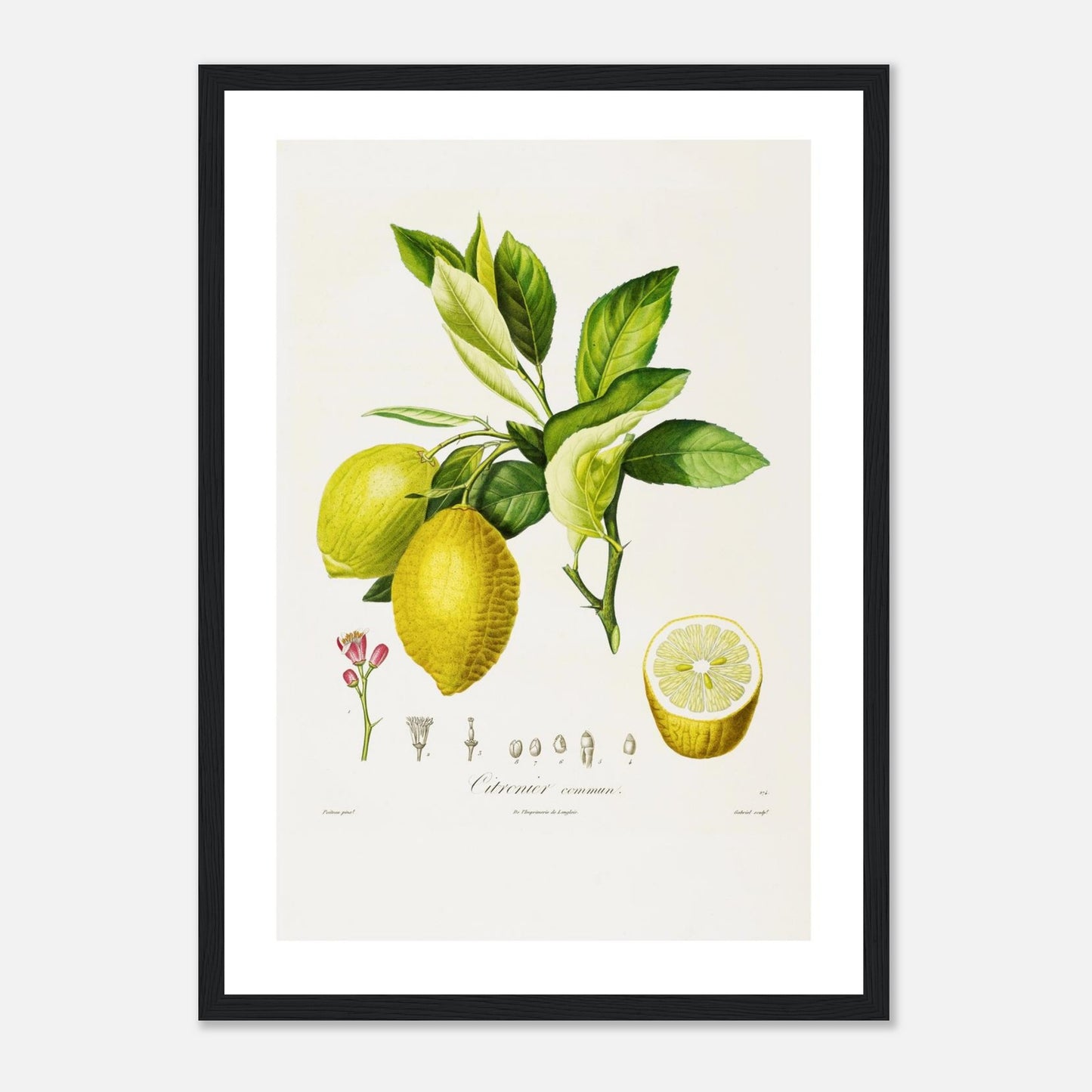 Citronnier Commun Affiche A3 cadre bois noir