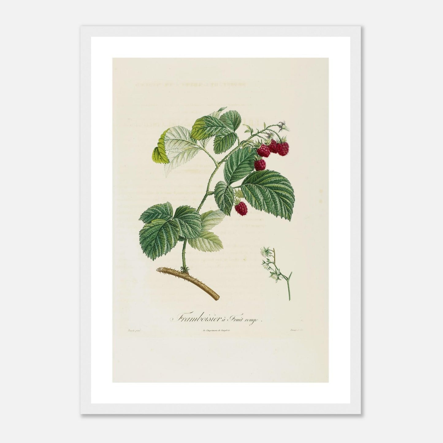 Framboisier a fruit rouge Affiche A3 cadre bois blanc