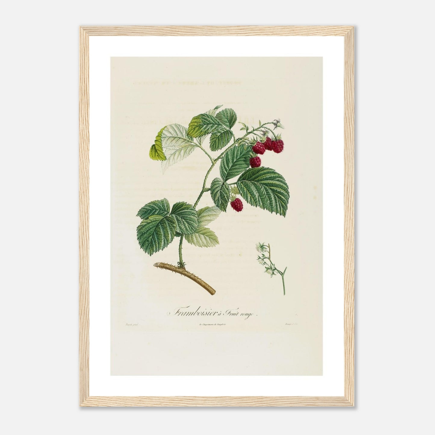 Framboisier a fruit rouge Affiche A3 cadre bois clair