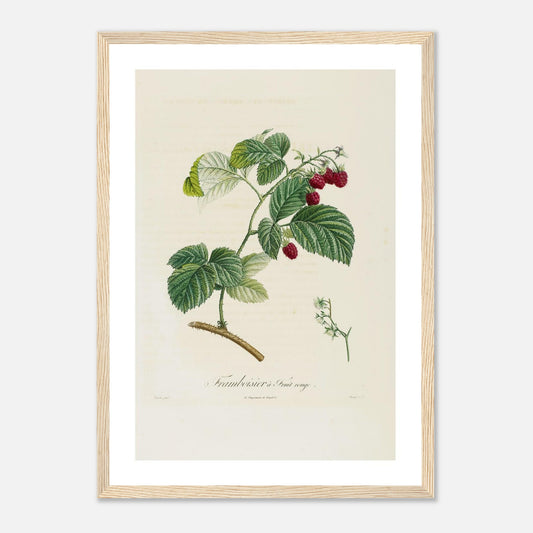 Framboisier a fruit rouge Affiche A3 cadre bois clair