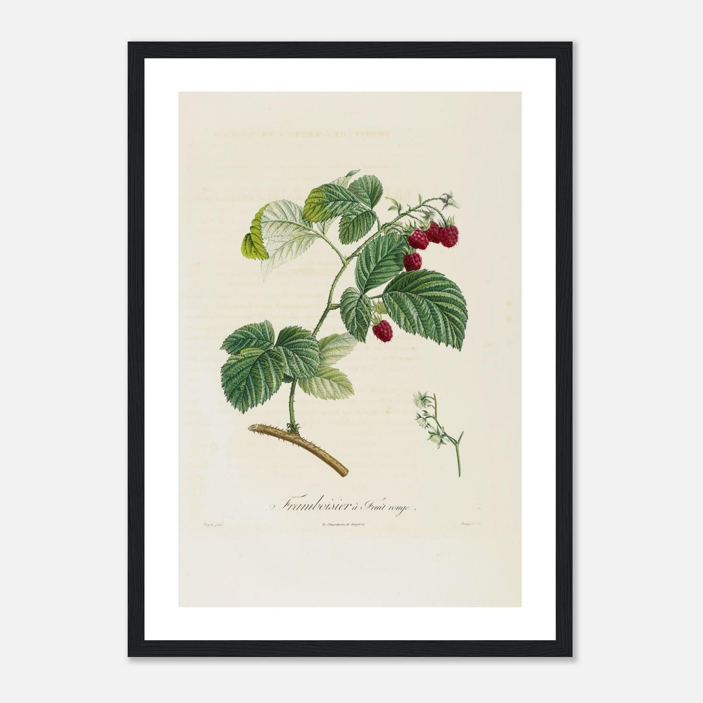 Framboisier a fruit rouge Affiche A3 cadre bois noir