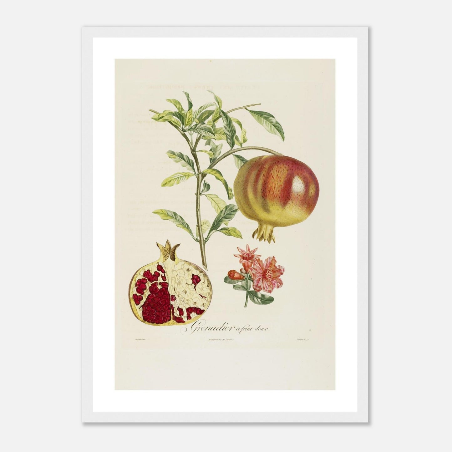 Grenadier à fruit doux Affiche A3 cadre bois blanc