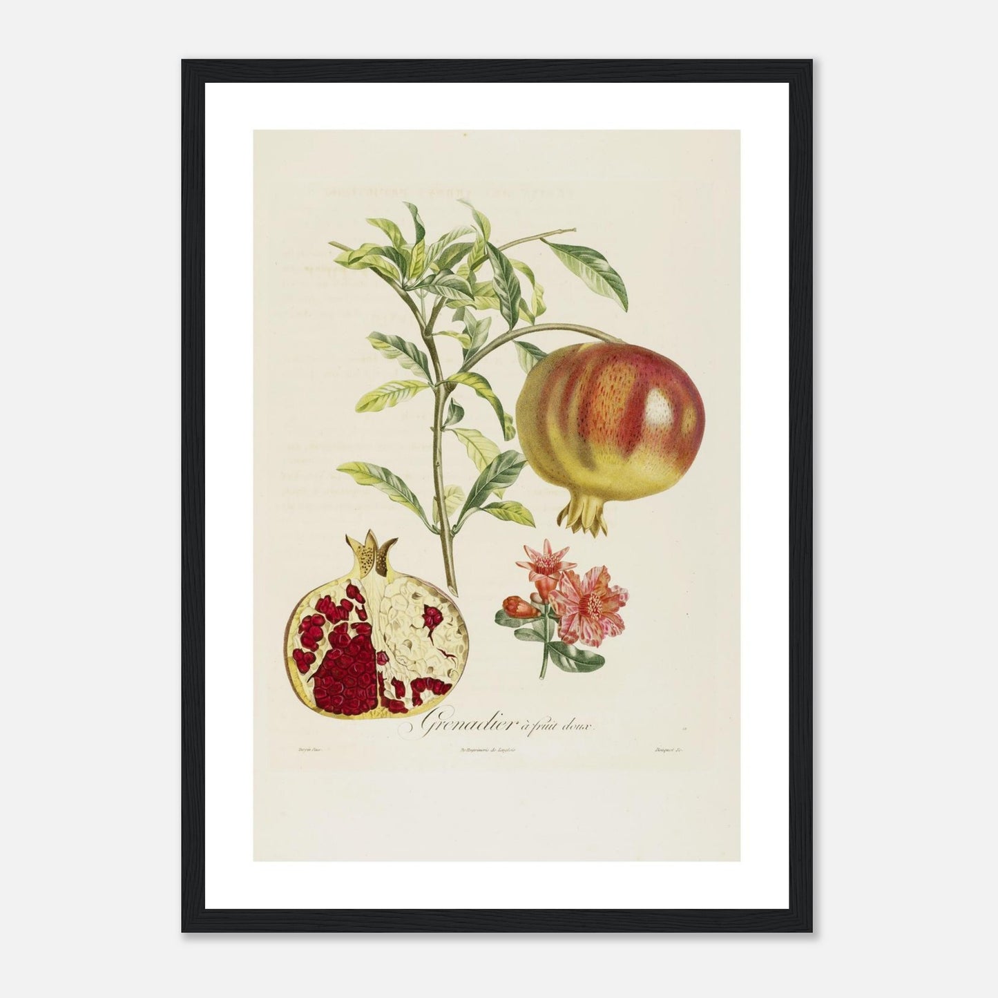 Grenadier à fruit doux Affiche A3 cadre bois noir