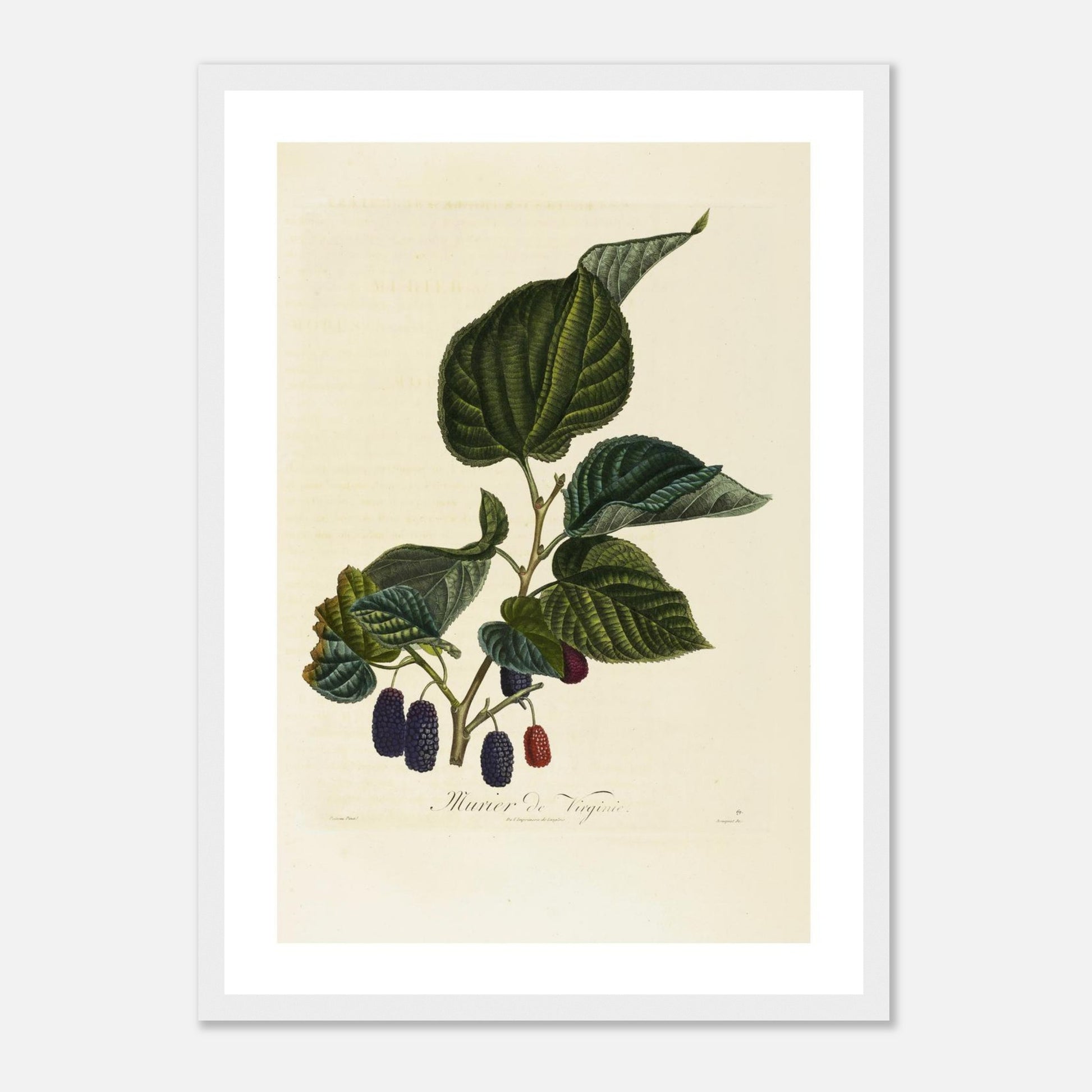 Murier de Virginie - Affiche A3 - cadre bois blanc