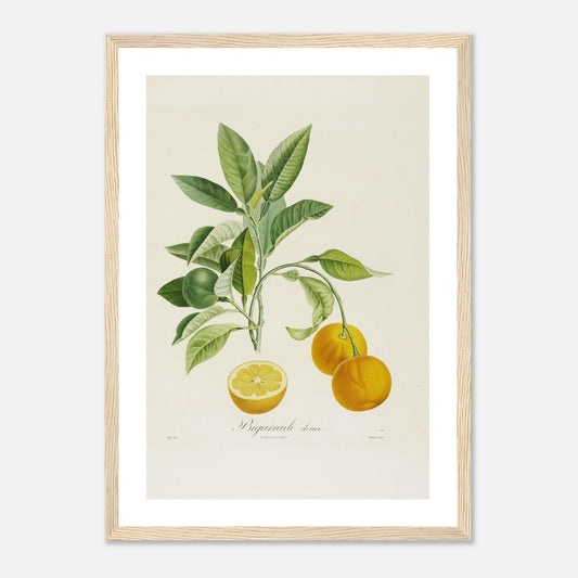 Orange Bigarrade Douce Affiche A3 cadre bois clair