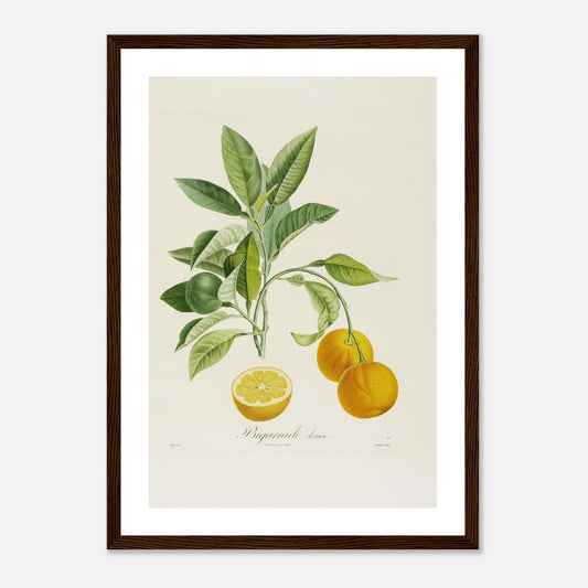 Orange Bigarrade Douce Affiche A3 cadre bois foncé