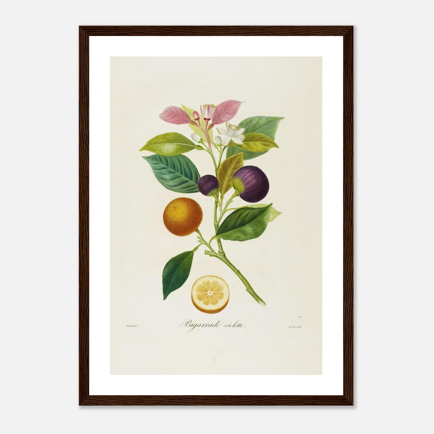 Orange Bigarrade Violette – A3 - cadre bois foncé